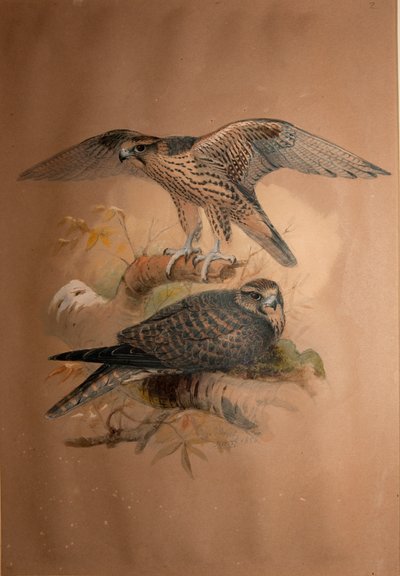 Lanner Falcon (Falco lanarius), 1856 by Joseph Wolf